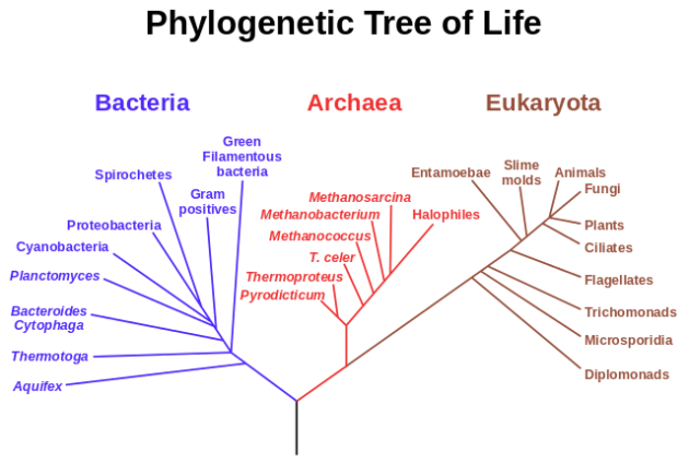 Phylogenetic_tree.svg (1)